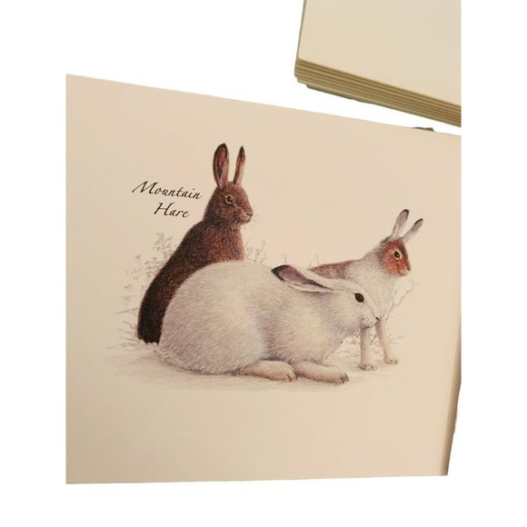 Earth Sky + Water Rabbit & Hare Assortment Notecard Set 8 Blank Cards with Envel - Picture 3 of 7